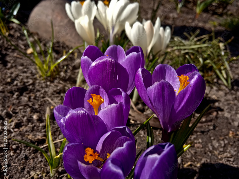 Crocus is a beautiful spring garden plant with bright flowers. Crocus is a beautiful spring garden plant with bright flowers.