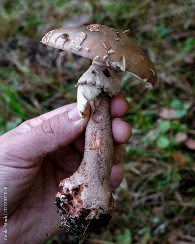 Amanita rubescens