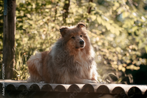 Britischer Collie photo