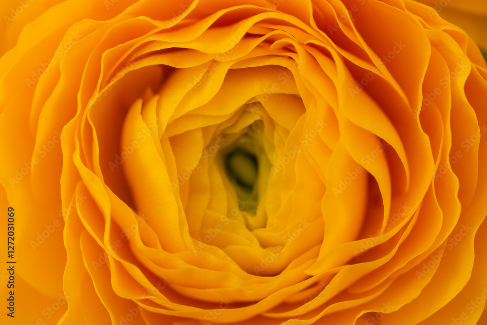 Yellow ranunculus flower macro shot with layered delicate petals Yellow ranunculus flower macro shot with layered delicate petals