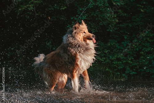 Britischer Collie photo