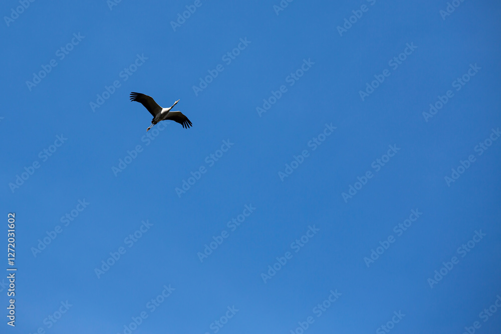 Una grulla volando sola en el cielo