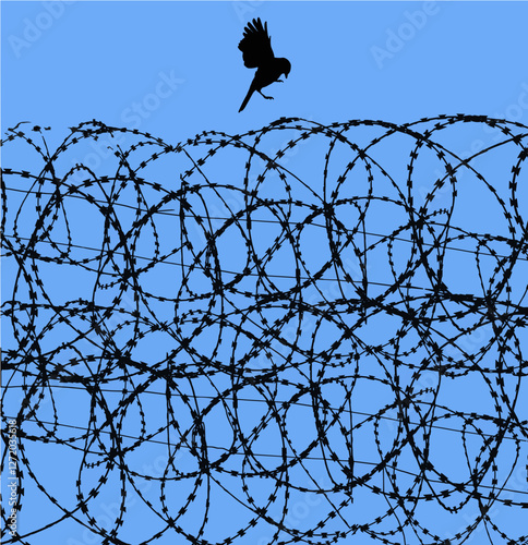 A free bird is about to land on Razor wire, contstantino wire, barbed wire of a prison and is seen in front of a blue sky in this background image.