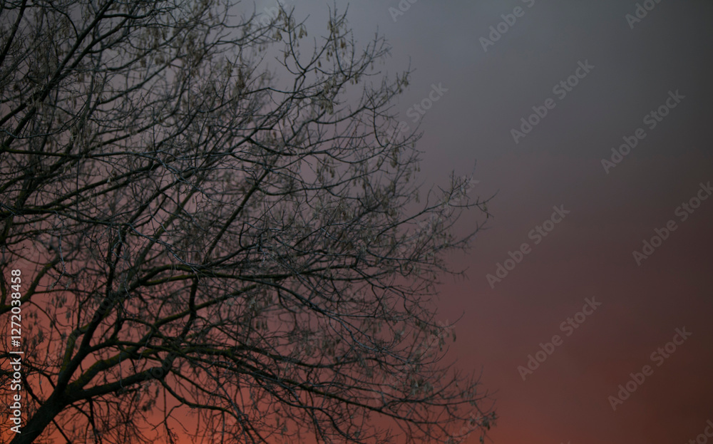 tree branches without leaves on dark night background tree branches without leaves on dark night background