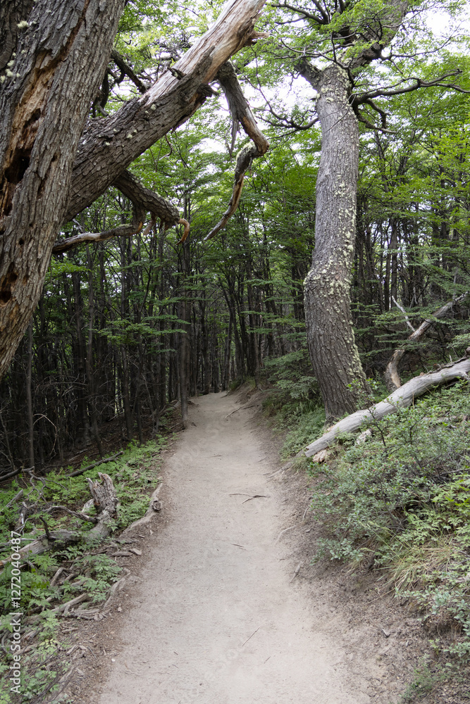 Wide and well-marked path through a forest in Los Glaciares National Park - vertical image Wide and well-marked path through a forest in Los Glaciares National Park - vertical image