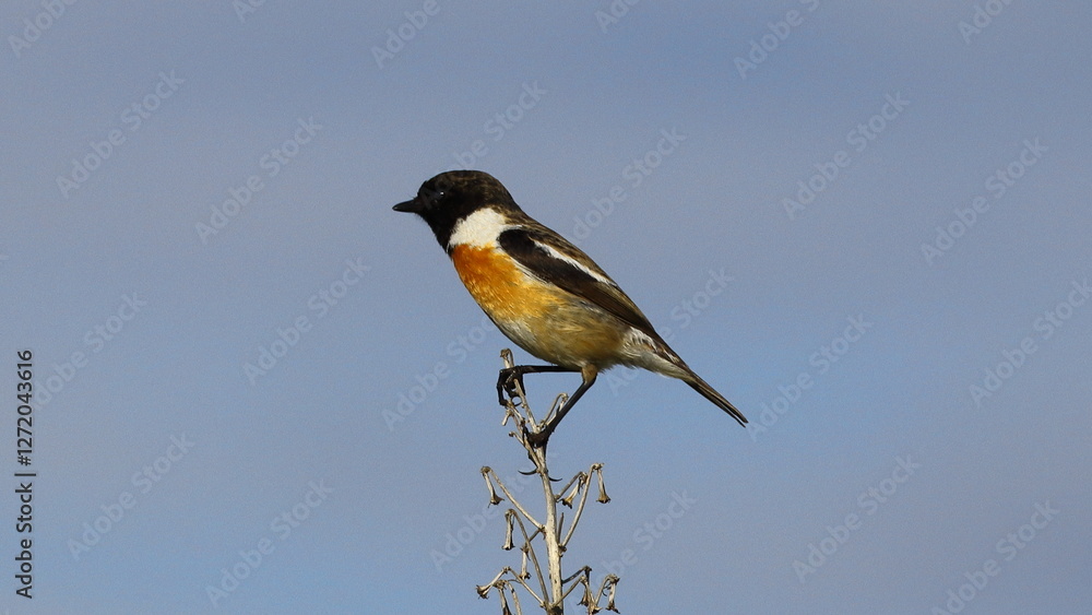 birds black-headed whinchat sitting on a tree branch birds black-headed whinchat sitting on a tree branch