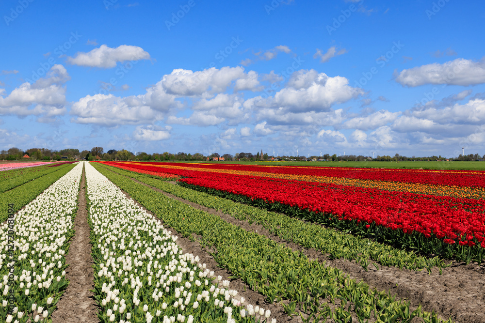 Many colorful tulips on fields during spring, Holland Many colorful tulips on fields during spring, Holland