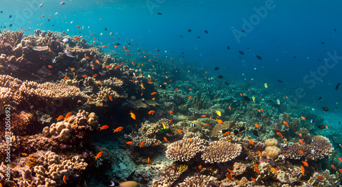 Underwater, coral reefs with schools of fish swimming, bioluminescence, high dynamic range photo