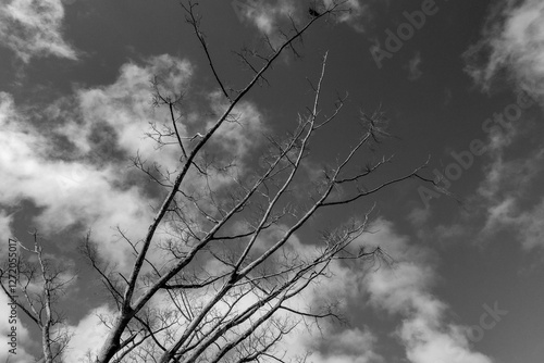 Black and white tree silhouette in dramatic setting photo