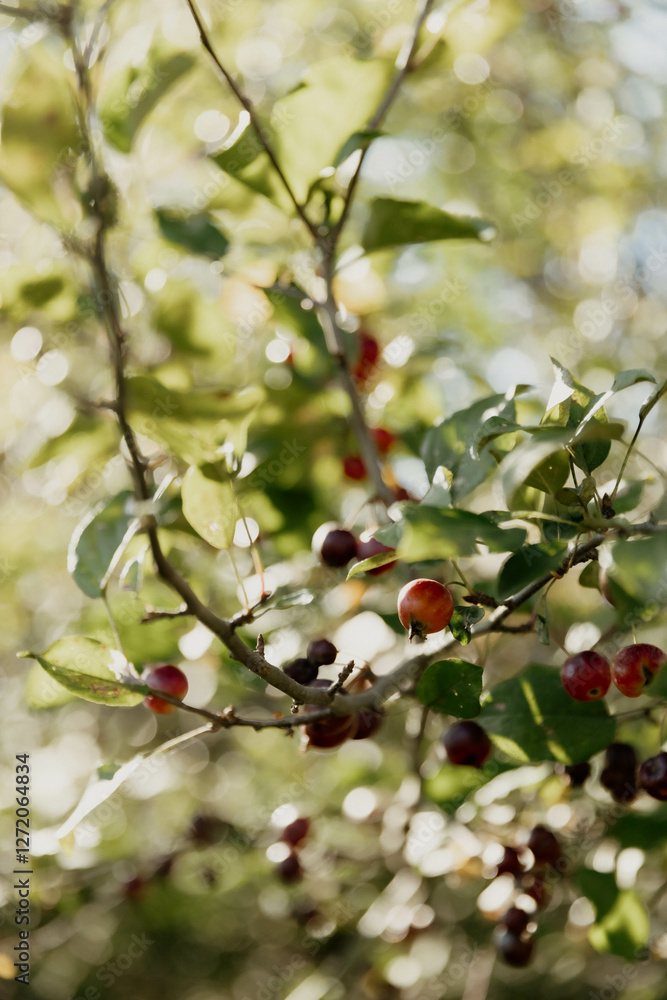 Plants Crab Apple Michigan Nature Prairie Plants Crab Apple Michigan Nature Prairie