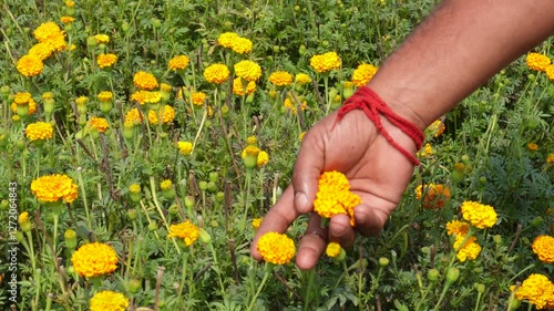 The person is plucking orange marigold by his hands from the marigold field