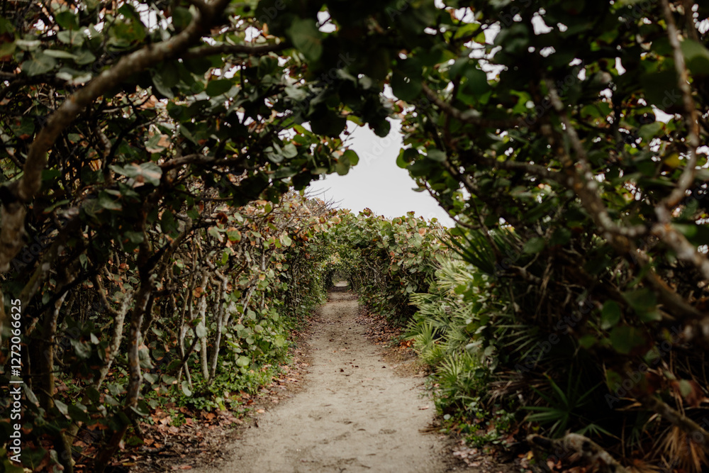 Tropical Path Entryway Tropical Path Entryway