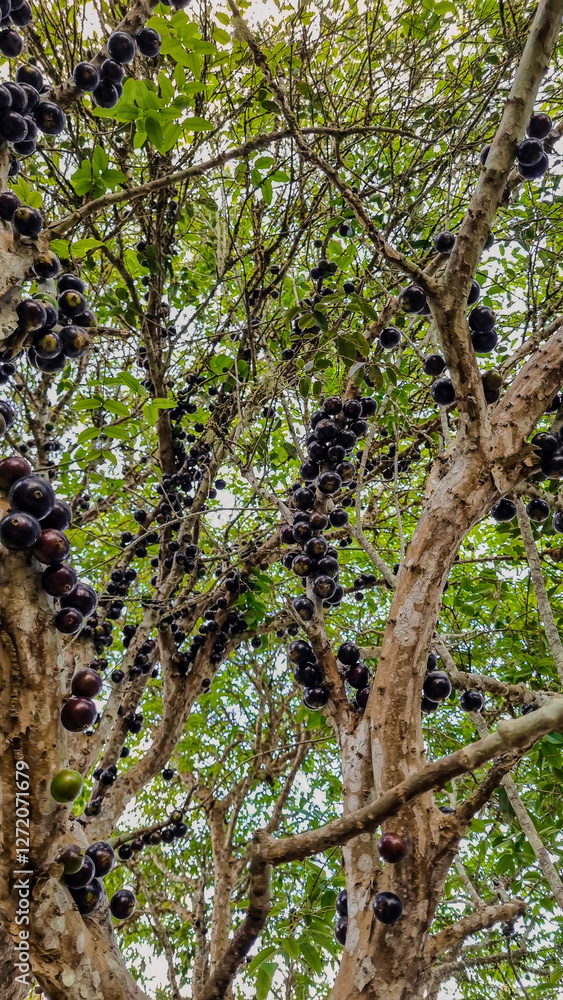 Fototapeta premium Jabuticaba brasileira, cambocá,