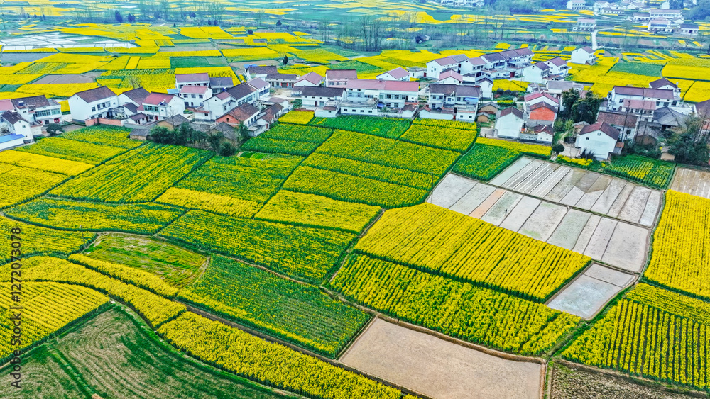 Obraz premium Spring rapeseed flowers in beautiful rural areas of China