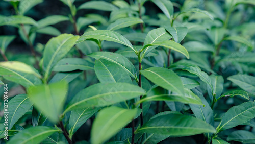Wallpaper Mural Mount Huangshan Maofeng Tea, China Torontodigital.ca