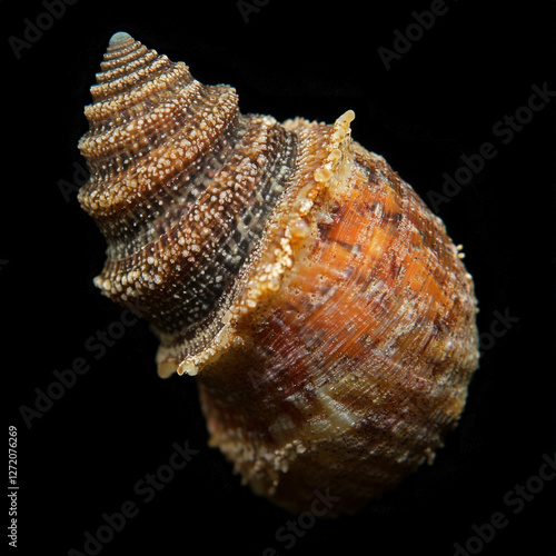 Snail Isolated