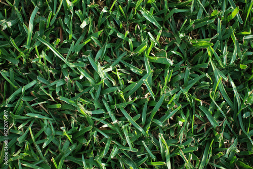 Zoysia photo