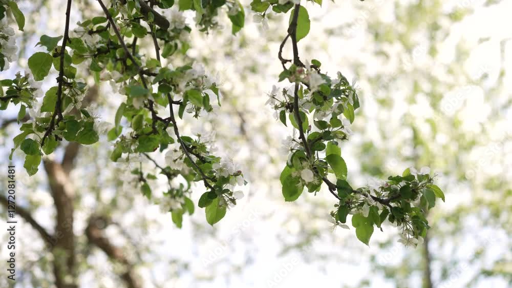 White flowers and green leaves adorn an apple tree branch, swaying gently against a backdrop of blurred trees and a bright, cloudy sky