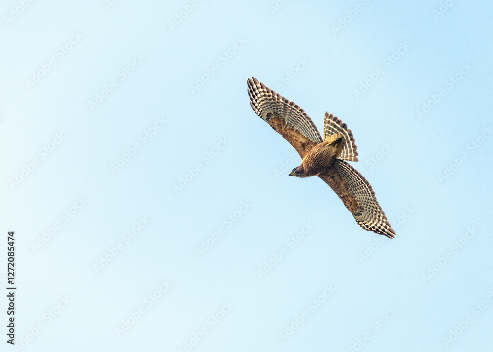 Red-shouldered Hawk soaring above Pearland, Texas in a cloudless sky Red-shouldered Hawk soaring above Pearland, Texas in a cloudless sky