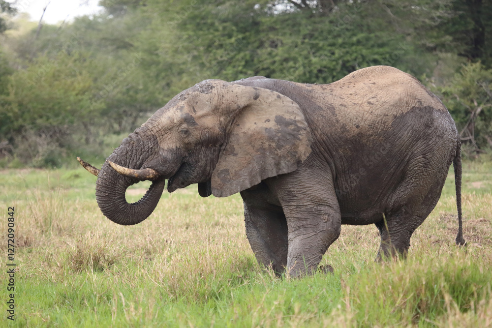 Fototapeta premium Afrikanischer Elefant im Schlamm / African elephant in the mud / Loxodonta africana