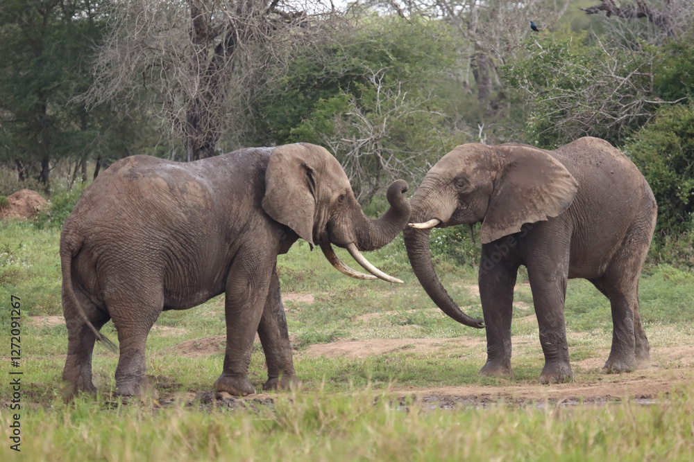 Fototapeta premium Afrikanischer Elefant / African elephant / Loxodonta africana.