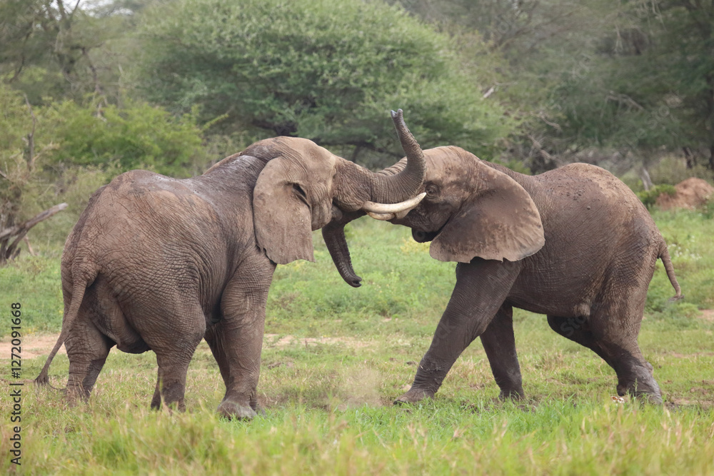 Afrikanischer Elefant / African elephant / Loxodonta africana. Afrikanischer Elefant / African elephant / Loxodonta africana.