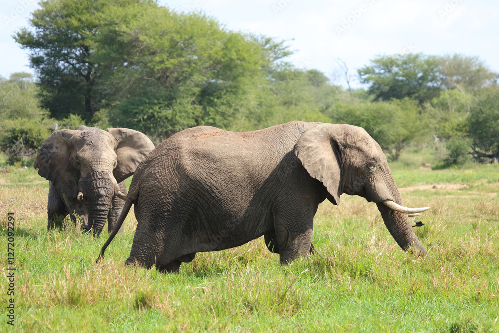 Fototapeta premium Afrikanischer Elefant / African elephant / Loxodonta africana