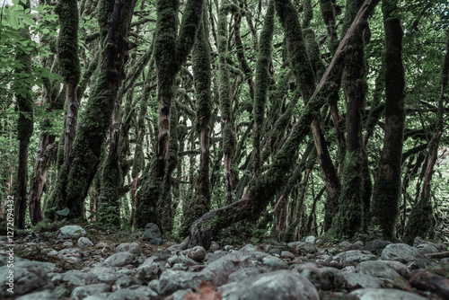 View in the mountain forest