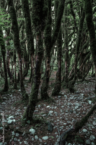 View in the mountain forest