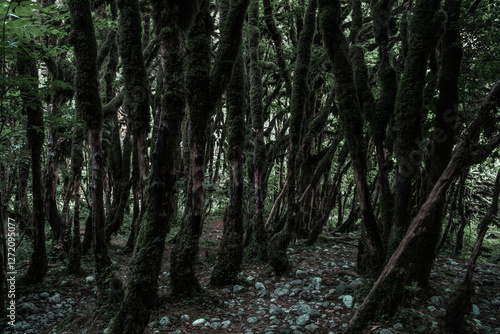 View in the mountain forest