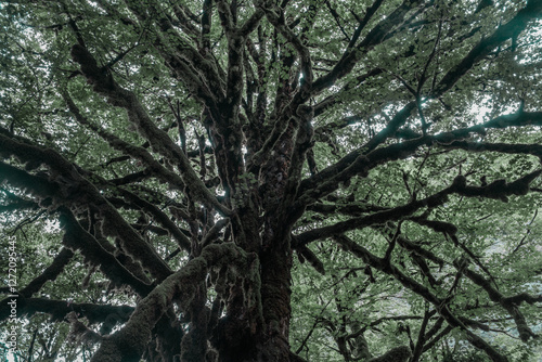 View in the mountain forest