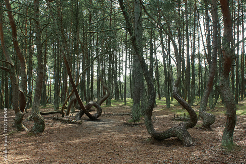 Billede på lærred The dancing forest, located in the curonian spit national park, kaliningrad oblast, russia, features uniquely shaped pine trees, creating a surreal and captivating natural spectacle