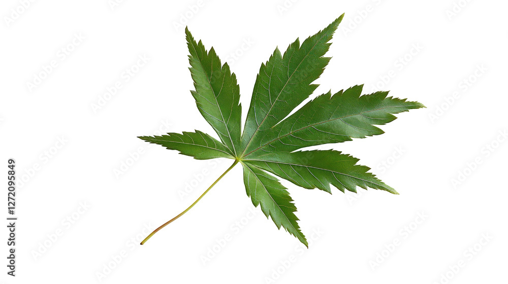Green Japanese maple leaf isolated on white background, botanical nature concept Green Japanese maple leaf isolated on white background, botanical nature concept