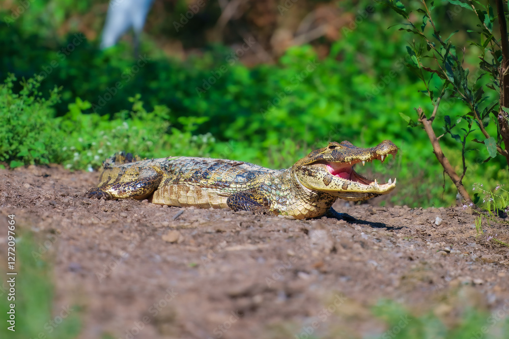 Obraz premium Yacare Caiman, Pampas, Bolivia. Detail portrait of danger reptile. Crocodile in river water, evening light. 