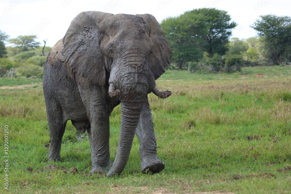 Fototapeta premium Afrikanischer Elefant / African elephant / Loxodonta africana