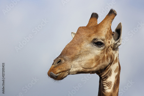 Canvas Print Giraffe / Giraffe / Giraffa camelopardalis