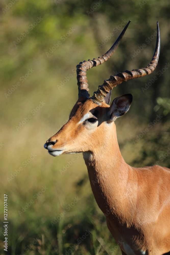 Naklejka premium Schwarzfersenantilope / Impala / Aepyceros melampus