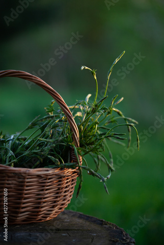 Hop shoots, hops spears -  forage for edible green vegetable  -  bruscandoli in the early spring. photo