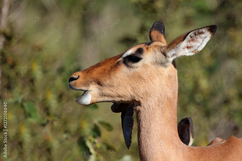 Schwarzfersenantilope / Impala / Aepyceros melampus Schwarzfersenantilope / Impala / Aepyceros melampus