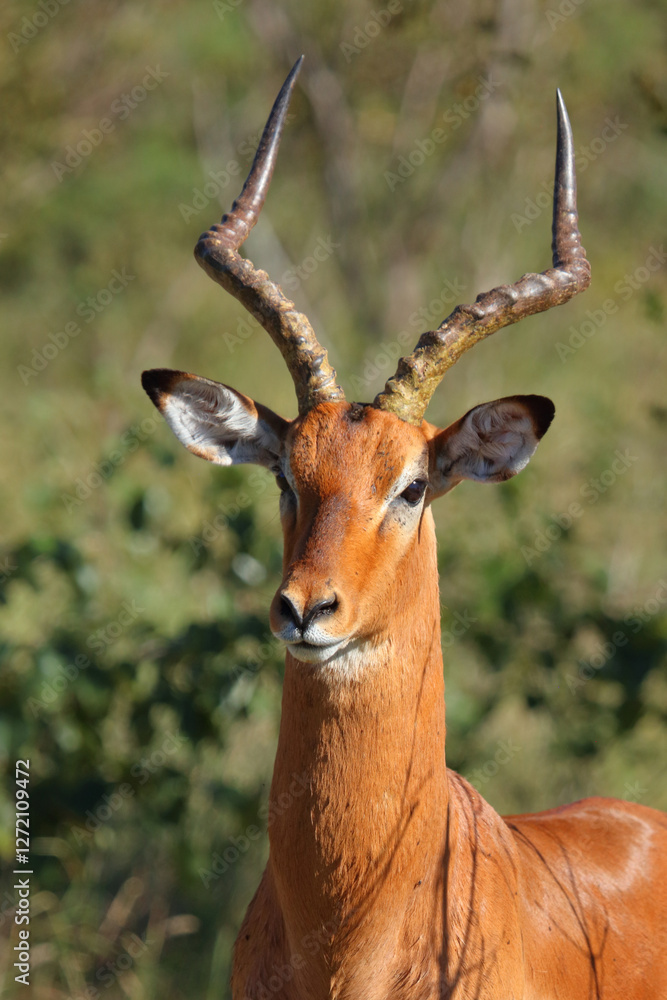 Schwarzfersenantilope / Impala / Aepyceros melampus Schwarzfersenantilope / Impala / Aepyceros melampus