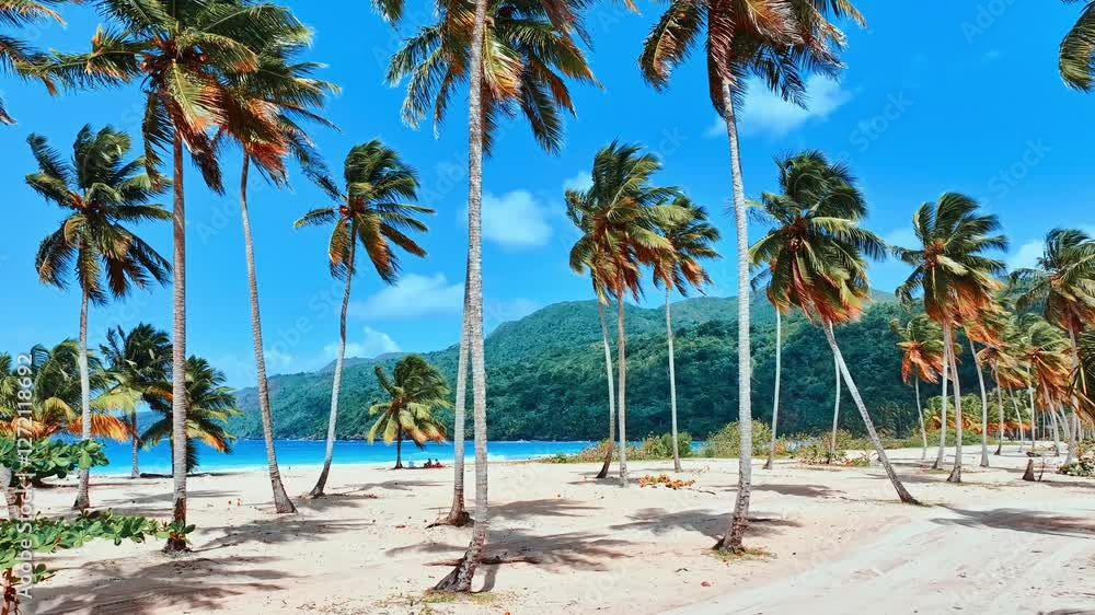Tall bright coconut palms and azure sea under blue sky. Amazing wild beach of tropical Hawaiian island in Pacific Ocean. Palm shadow on white sand. Palm Island beach. Tall bright coconut palms and azure sea under blue sky. Amazing wild beach of tropical Hawaiian island in Pacific Ocean. Palm shadow on white sand. Palm Island beach.