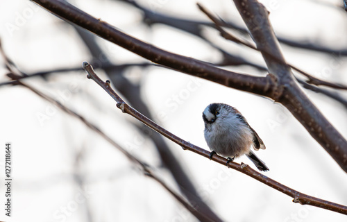 long-tailed tit (Aegithalos caudatus) photo