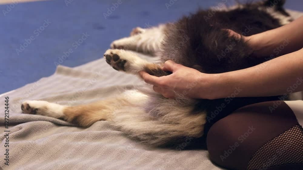 Veterinarian performing stretching exercises on dog's hind legs Veterinarian performing stretching exercises on dog's hind legs