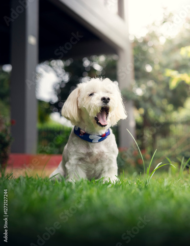 Happy white dog yawning in a sunny backyard, close-up portrait