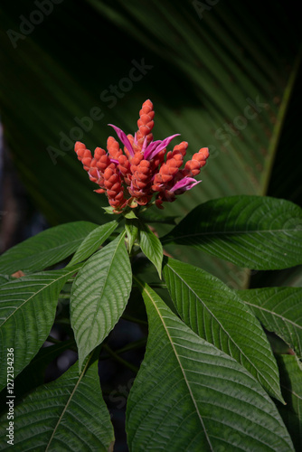 Coral Aphelandra flower photo