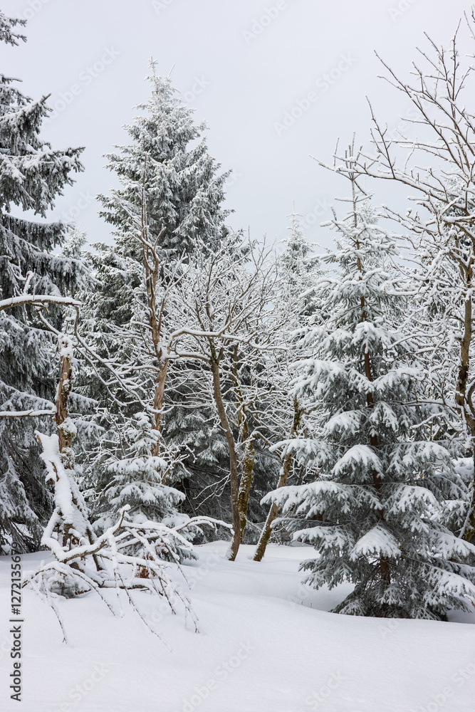 Fototapeta premium Winter forest