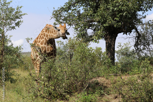 Photography Giraffe / Giraffe / Giraffa camelopardalis