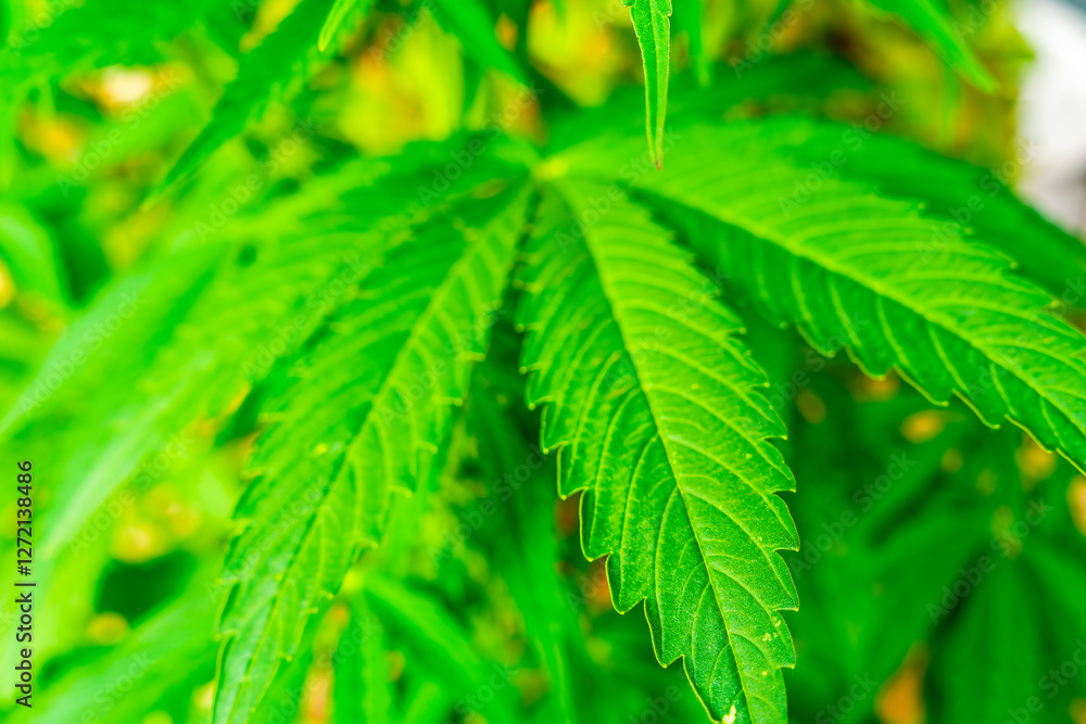 Cannabis plant and green leaves and white flowers. Growing organic medicinal cannabis plant indoors for CBD Cannabis plant and green leaves and white flowers. Growing organic medicinal cannabis plant indoors for CBD