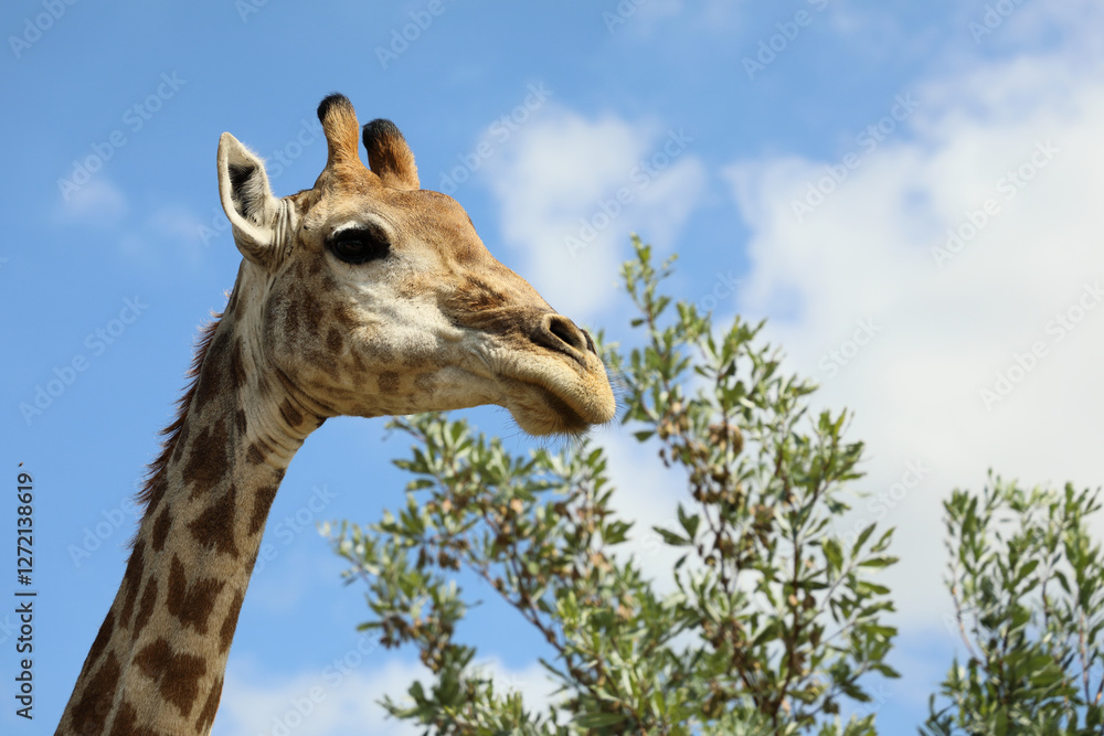 Obraz premium Giraffe / Giraffe / Giraffa camelopardalis