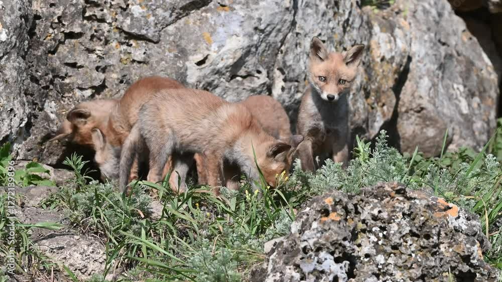 Group of Red Fox Cubs Vulpes vulpes in the Wild Near Their Den. Close-up. Group of Red Fox Cubs Vulpes vulpes in the Wild Near Their Den. Close-up.